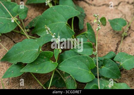 Black Bindweed affiche son feuillage vert luxuriant et ses fleurs délicates dans un environnement de sol fissuré sec à la fin de l'été illustrant la résilience et g Banque D'Images
