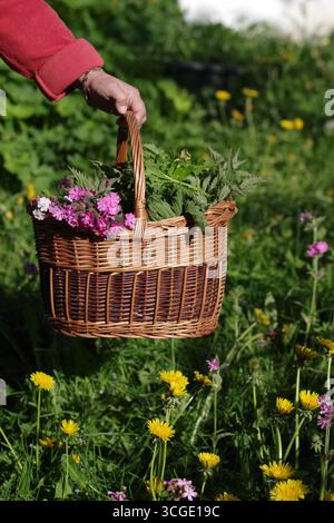 Panier plein de fleurs et d'herbes est tenu par une personne dans un champ Banque D'Images
