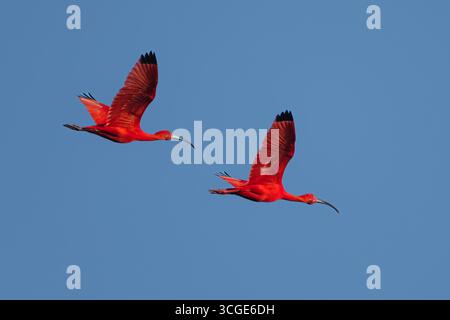 Scarlet Ibis (Eudocimus ruber) en vol au-dessus de la réserve naturelle de Bigi Pan, Suriname. Oiseau rouge vif contre un ciel bleu clair. Banque D'Images