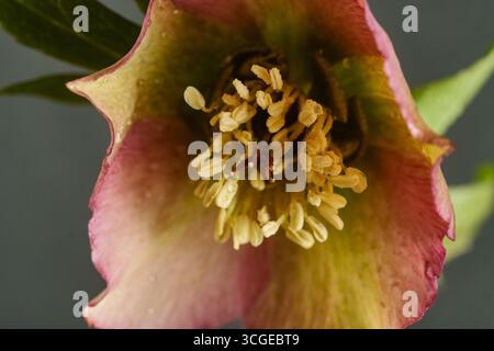 Gros plan d'une fleur d'hellebore rose et verte sur fond sombre, photo botanique macro Banque D'Images