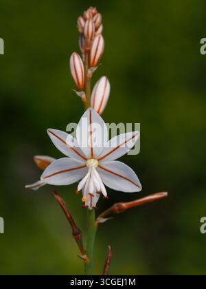 Fleur sauvage Banque D'Images