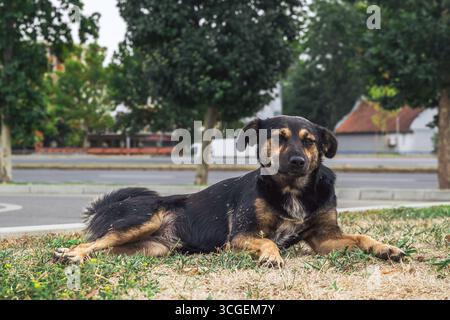 Chien errant reposant sur de l'herbe sèche près de la rue, symbolisant la survie, la résilience et la vulnérabilité. Mise au point sélective. Banque D'Images