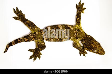 Gros plan de Mossy Gecko avec peau de camouflage Banque D'Images