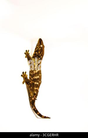 Animal exotique Mossy Gecko reposant sur la surface. Lézard sur fond blanc, espace pour le texte Banque D'Images