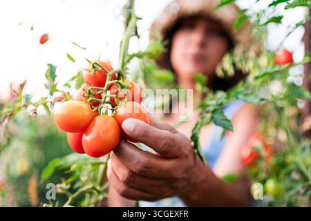 Fermez les mains de la femme tenant des tomates cerises fraîches mûres à l'extérieur dans le jardin des légumes Banque D'Images