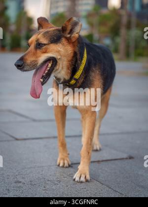Chien de taille moyenne avec collier jaune dans le cadre de la ville Banque D'Images