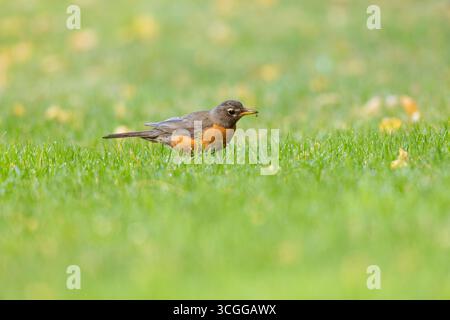 American robin Turdus migratorius, mâle adulte qui se nourrit sur la pelouse, Buttertubs Marsh, Nanaimo, Île de Vancouver, Colombie-Britannique, Canada, août Banque D'Images