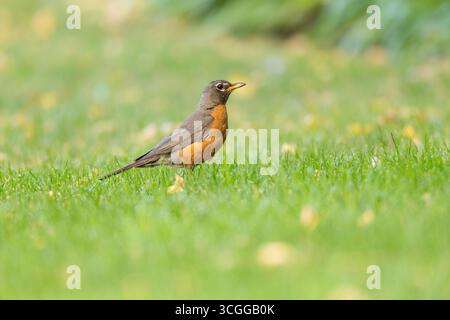 American robin Turdus migratorius, mâle adulte qui se nourrit sur la pelouse, Buttertubs Marsh, Nanaimo, Île de Vancouver, Colombie-Britannique, Canada, août Banque D'Images