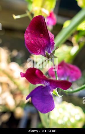 Gros plan des fleurs de pois « Matucana » en pleine floraison estivale Banque D'Images