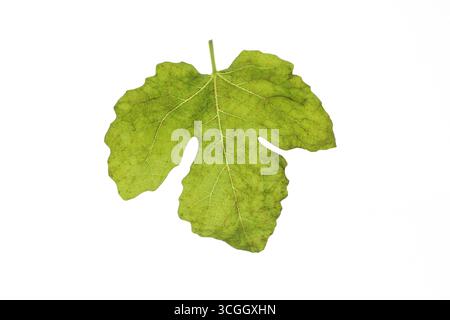 Feuille de figue verte isolée sur un fond blanc Banque D'Images