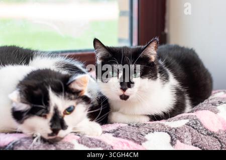 Une scène confortable avec deux chats noirs et blancs se prélassant confortablement sur une couverture douce près d'une fenêtre, profitant d'une journée ensoleillée à l'intérieur. Banque D'Images