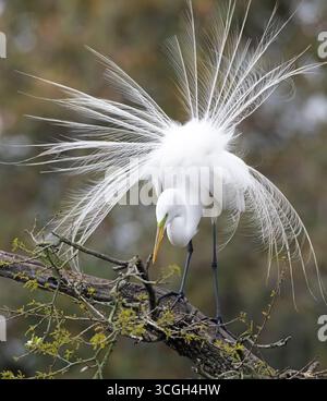 Grande aigrette (Ardea alba). Affichage près de son nid. Février in, Augustine, Floride. Banque D'Images