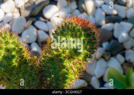 Vue rapprochée d'un cactus présentant des épines brillantes, entouré d'un ensemble de galets lisses. Cette plante luxuriante prospère dans un jardin ensoleillé, mettant en valeur Banque D'Images