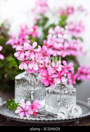 Des fleurs de géranium rose dans des vases en verre de cristal reposent sur un plateau rustique à l'extérieur. Les fleurs vibrantes contrastent avec le bois altéré, évoquant l'élégance, la fraîcheur Banque D'Images