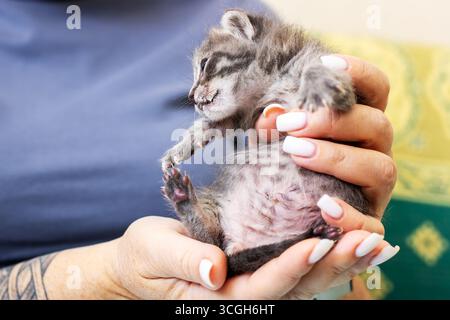 Un chaton mignon est bercé doucement dans les mains, mettant en valeur ses petites pattes et sa fourrure douce. Un moment réconfortant capturant l'essence de compagnionshi animal de compagnie Banque D'Images