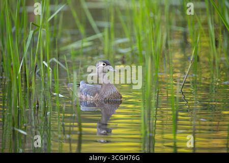 Canard des bois femelle (Aix sponsa). Juin dans le parc national d'Acadia, Maine, États-Unis. Banque D'Images