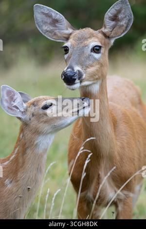 Cerf de Virginie (Odocoileus virginianus) mère avec faon. Juillet dans le parc national Acadia, Maine, États-Unis. Banque D'Images