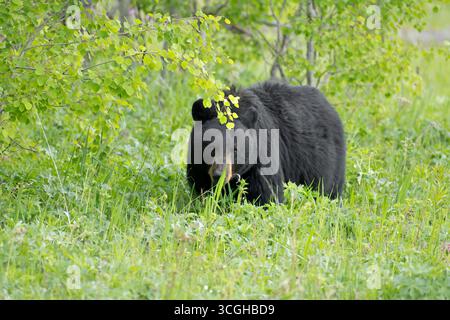 Ours noir mature (Ursus americanus). Printemps dans le parc national de Yellowstone, Wyoming, États-Unis. Banque D'Images