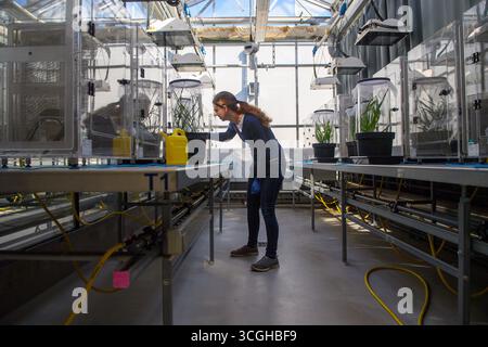Quedlinburg, Allemagne. 26 août 2025. Anne Richter, associée de recherche à l’Institut Julius Kühn (JKI), examine un jeune plant de blé dans l’établissement d’élevage de cigales. Les scientifiques de JKI récoltent et mesurent actuellement les épis de blé mûr qui ont été infectés par le 'virus nain du blé' (WDV) dans une installation expérimentale. Crédit : Klaus-Dietmar Gabbert/dpa/Alamy Live News Banque D'Images