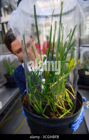 Quedlinburg, Allemagne. 26 août 2025. Anne Richter, associée de recherche à l’Institut Julius Kühn (JKI), examine un jeune plant de blé dans l’établissement d’élevage de cigales. Les scientifiques de JKI récoltent et mesurent actuellement les épis de blé mûr qui ont été infectés par le 'virus nain du blé' (WDV) dans une installation expérimentale. Crédit : Klaus-Dietmar Gabbert/dpa/Alamy Live News Banque D'Images