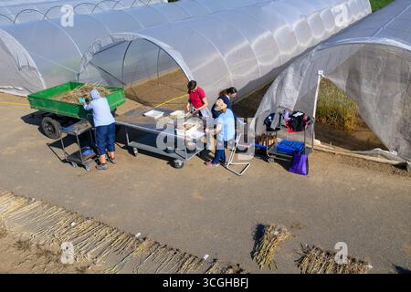 Quedlinburg, Allemagne. 26 août 2025. Le personnel technique de l'Institut Julius Kühn et les scientifiques du groupe JKI 'virus and animal pathogènes' récoltent et mesurent à côté de tentes fabriquées à partir d'épis de blé infectés par le 'virus nain du blé' (WDV) à un stade jeune. Crédit : Klaus-Dietmar Gabbert/dpa/Alamy Live News Banque D'Images