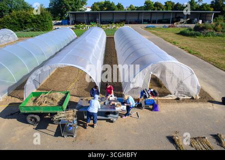 Quedlinburg, Allemagne. 26 août 2025. Le personnel technique de l'Institut Julius Kühn et les scientifiques du groupe JKI 'virus and animal pathogènes' récoltent et mesurent à côté de tentes fabriquées à partir d'épis de blé infectés par le 'virus nain du blé' (WDV) à un stade jeune. Crédit : Klaus-Dietmar Gabbert/dpa/Alamy Live News Banque D'Images