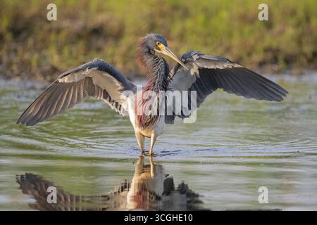 Héron tricolore (Egretta tricolor) pêche dans la rivière Myakka au coucher du soleil. Mars dans le parc national de Myakka River, Floride. Banque D'Images