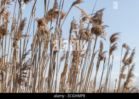 De grands roseaux dorés se dressent gracieusement sur la toile de fond d'un ciel bleu clair, évoquant la tranquillité et la beauté naturelle dans leur élégant mouvement de balancement Banque D'Images