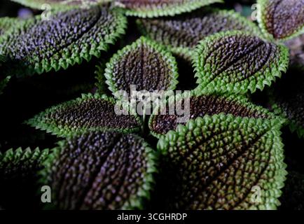 Pilea involucrata - plante de l'amitié Banque D'Images