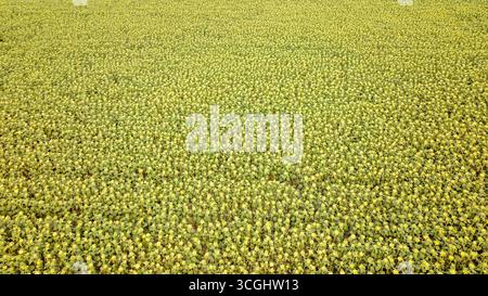 Vue aérienne d'un vaste champ de tournesols en Hongrie, mettant en valeur la beauté des motifs et des couleurs de la nature Banque D'Images