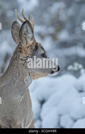 Portrait hivernal en gros plan d'un roc (Capreolus capreolus) dans une forêt enneigée Banque D'Images