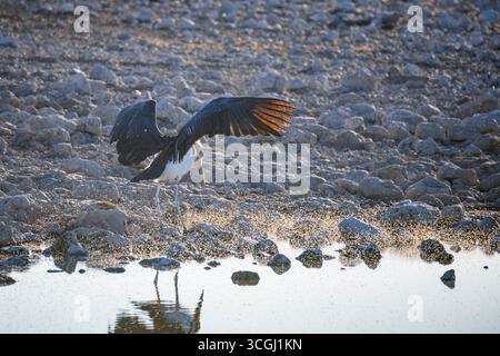 Marabou cigogne debout près du trou d'eau Okaukuajo Banque D'Images