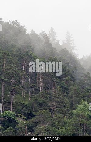 Pente montagneuse brumeuse recouverte d'arbres à feuilles persistantes, projetant des silhouettes ombragées à travers un épais brouillard matinal, révélant la tranquillité de la nature sauvage Banque D'Images
