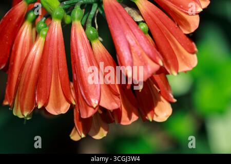 Détail en gros plan des fleurs rouges d'un Clivia nobilis avec un fond de lumière du soleil et d'ombre Banque D'Images