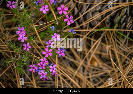 Les fleurs de phlox fleurissent parmi les aiguilles de pin à la réserve naturelle nationale de Little Pend oreille, ajoutant des couleurs vives au sous-étage du printemps. Banque D'Images