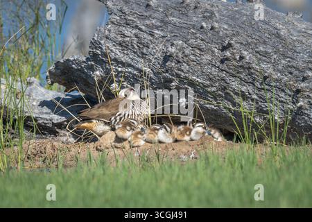 Une poule de canard à oreilles roses avec sa couvée de 6 jeunes poussins sur un nid de monticule caché contre un arbre tombé alors qu'elle les réchauffe dans le soleil de l'après-midi. Banque D'Images