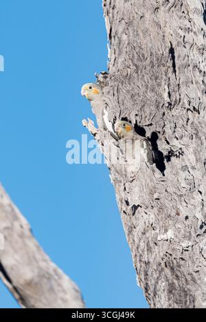 Un format portrait des deux derniers, jeunes cockatiels réticents à quitter le nid d'arbre creux et à prendre leurs premiers vols fleuris vers une branche d'arbre voisine. Banque D'Images
