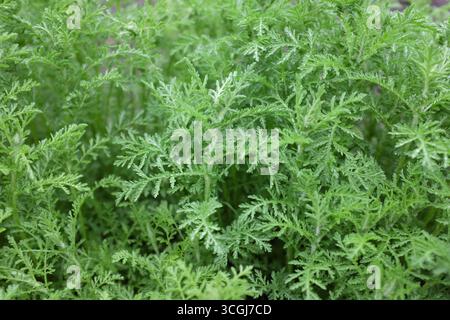 Achillea nobilis (sous-sp. neilreichii), plantes d'extérieur 2020 Banque D'Images