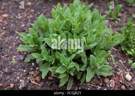 Salvia nemorosa (Ostfriesland), plantes d'extérieur 2020 Banque D'Images