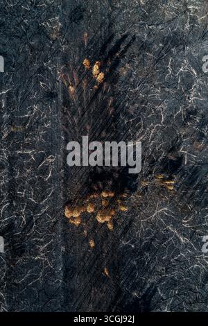 Un nouveau départ avec la vie verte qui germe après un incendie de forêt le Miracle de la survie Banque D'Images