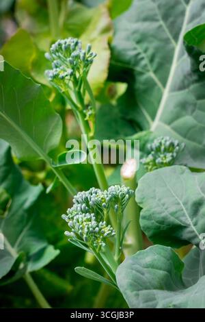 Issaquah, Washington, États-Unis. Les pousses de Broccolini sont prêtes à être récoltées Banque D'Images