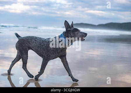 Chien Blue heeler jouant à la plage Banque D'Images