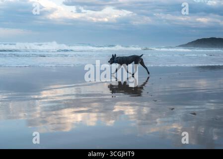 Chien Blue heeler jouant à la plage Banque D'Images