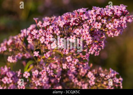 Gros plan haute résolution de fleurs de buisson papillon (Buddleja davidii) en fleurs dans des tons violets, peu profonde Banque D'Images