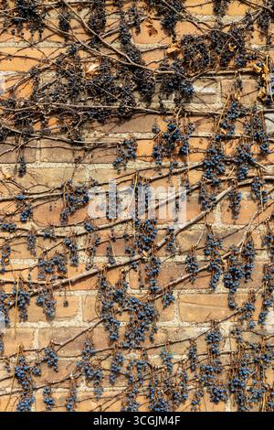 Fond de texture abstraite plein cadre d'une surface murale en briques d'argile brun clair extérieure vintage, recouverte de vignes sèches et de fruits Banque D'Images