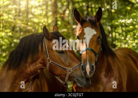 Juments de chevaux de trait d'Allemagne du Sud debout ensemble comme une équipe traditionnelle dans la nature Banque D'Images