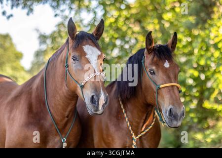 Juments de chevaux de trait d'Allemagne du Sud debout ensemble comme une équipe traditionnelle dans la nature Banque D'Images