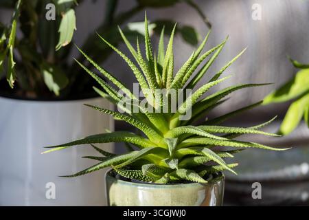 Vue rapprochée de l'intérieur d'une petite plante d'intérieur Haworthia en pot avec arrière-plan défocalisé Banque D'Images