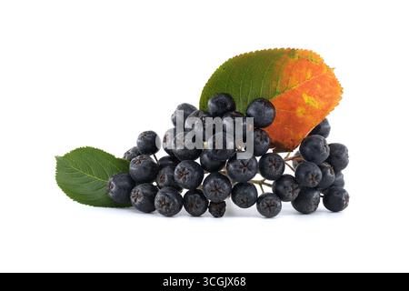 Gros plan de baies d'aronia avec des feuilles, isolées sur un fond blanc. Parfait pour illustrer la santé, la nature et la nutrition. Banque D'Images