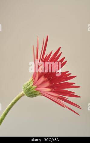 gros plan de gerbera rouge ou barbeton marguerite fleur isolé fond gris, aka barbendesiya, vue de côté de la fleur de plante ornementale populaire Banque D'Images